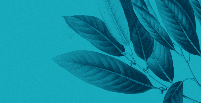 Bohemia Velas & Aromas