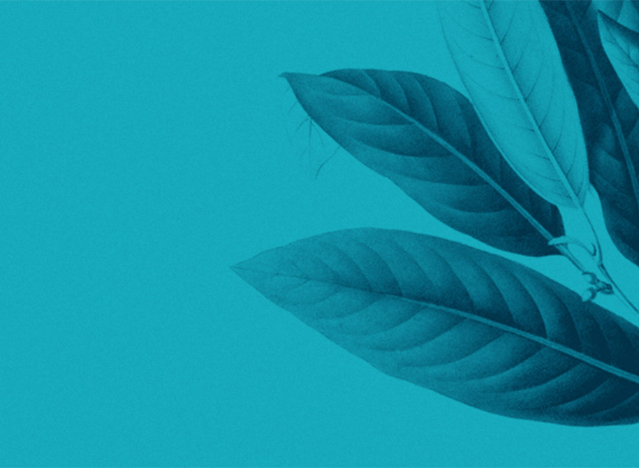 Bohemia Velas & Aromas