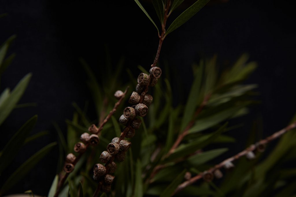 Bohemia Velas & Aromas