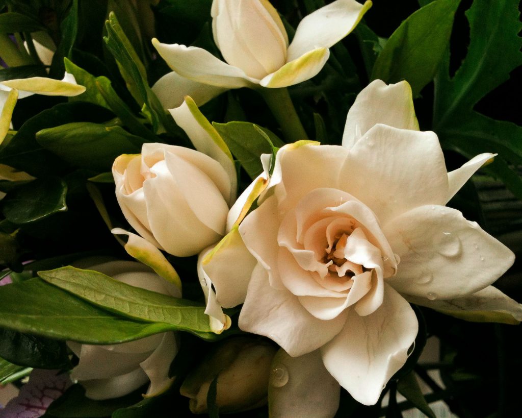 Bohemia Velas & Aromas