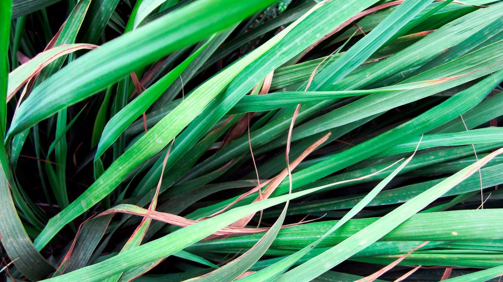 Bohemia Velas & Aromas