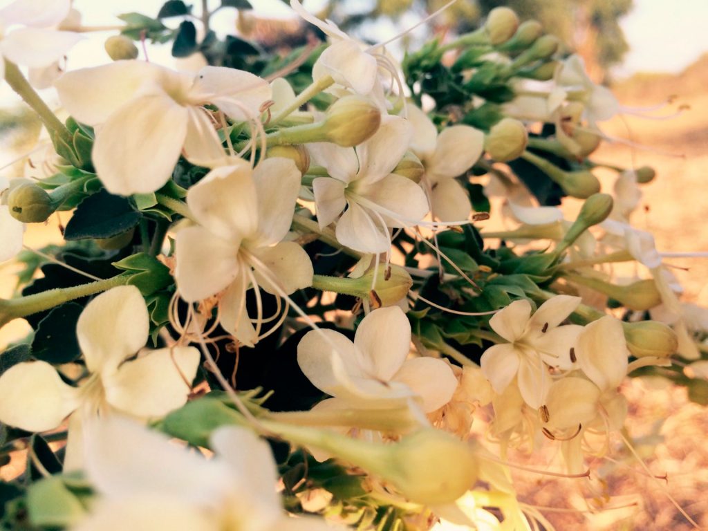 Bohemia Velas & Aromas